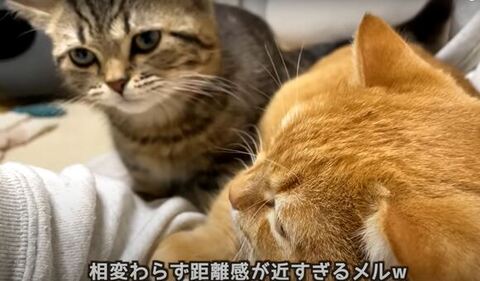 勇ましい顔の子猫
