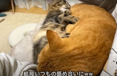 寄り添う兄弟猫