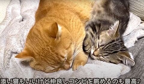 寄り添って寝る兄弟猫