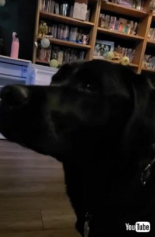 褒められたい介助犬