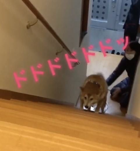 柴犬の猛ダッシュ階段上り