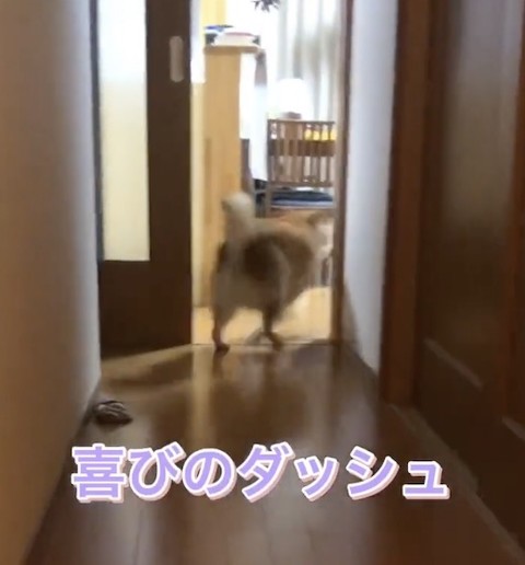 柴犬が暴走