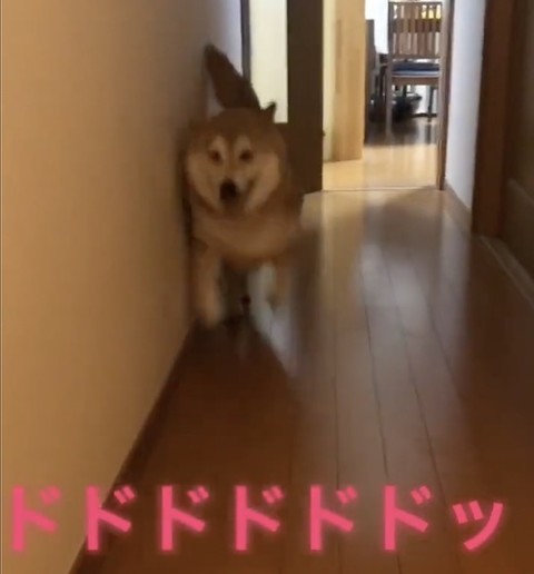 柴犬が暴走から復帰