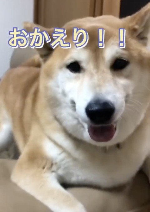 柴犬のおかえり