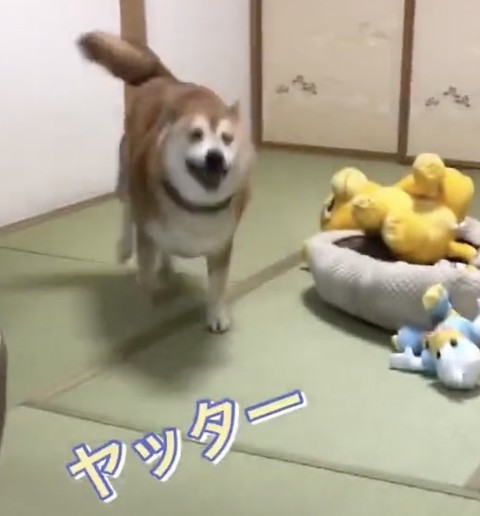 柴犬が和室で大興奮