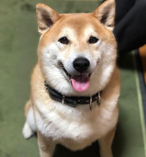 柴犬のご飯待ち
