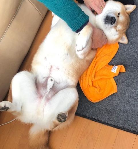 柴犬の服従のポーズ