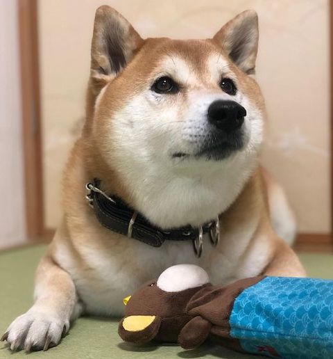 柴犬の上目遣い