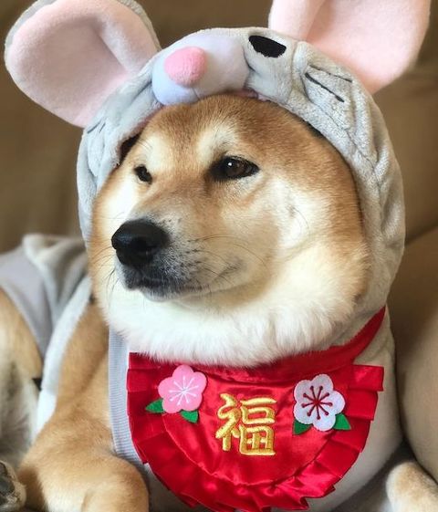 柴犬の福コスプレ