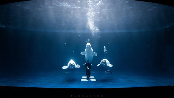 シロイルカとダイバーさん