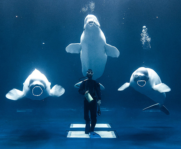 シロイルカとダイバーさんトリミング