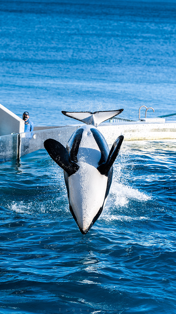背面ジャンプシャチ