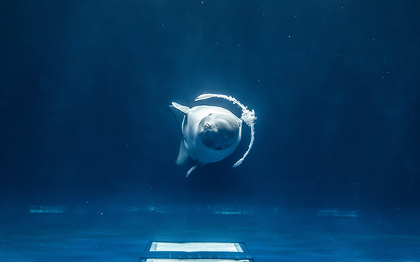 バブルリングを作るシロイルカ