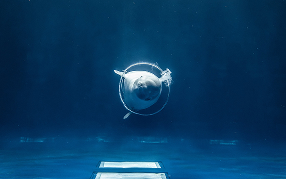 バブルリングを完成させたシロイルカ