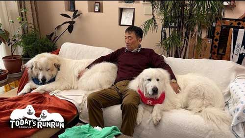 グレートピレニーズ