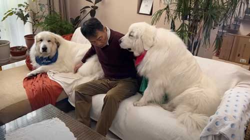 お父さんとソファに座るグレートピレニーズ