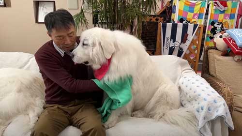 姉犬の体を拭いてあげるお父さん