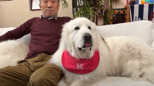 お父さんにべったりなグレートピレニーズ