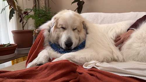 お父さんの横でリラックスする弟犬