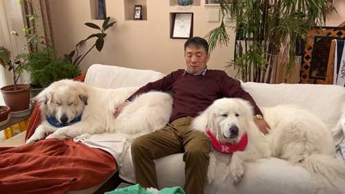 お父さんとくつろぐグレートピレニーズ姉弟