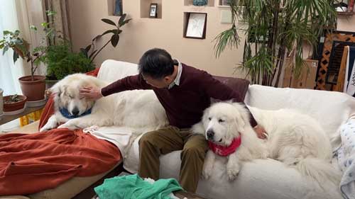 グレートピレニーズをなでるお父さん