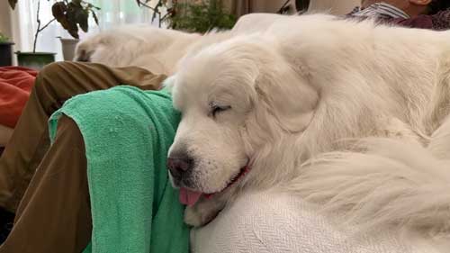 気持ちよさそうな寝顔の姉犬