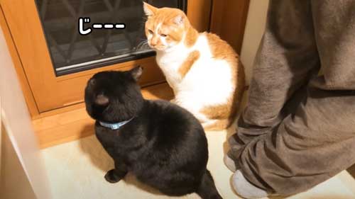 新入り猫を見つめる元ボス猫