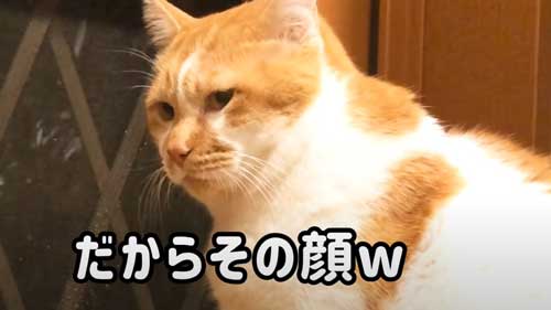 厳しい表情を見せる猫