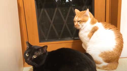 困ったような表情の新入り猫