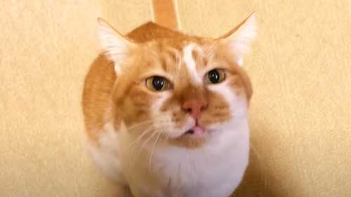 大好きなママへのデブくんの表情