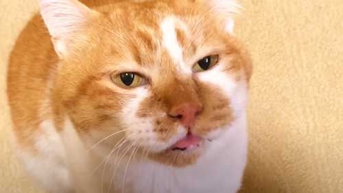 別猫のようなかわいい表情になるデブくん