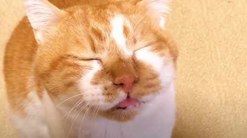 ゆっくりとまばたきして、大好きアピールをする猫