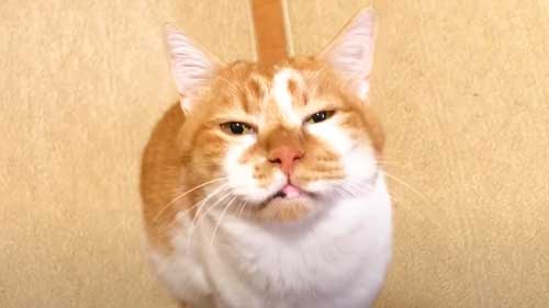 甘える表情のデブくん