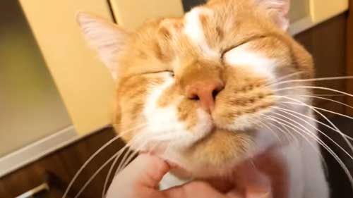 なでられて満足そうなデブくん