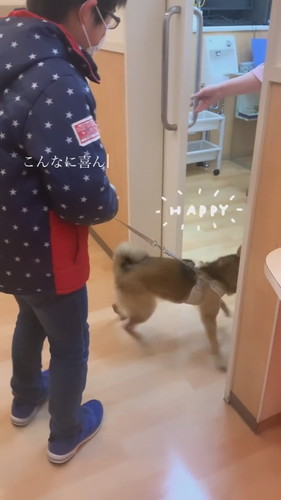 獣医師が大好きな柴犬