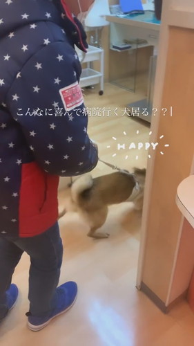 ハイテンションな柴犬