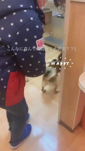 うれしそうな柴犬