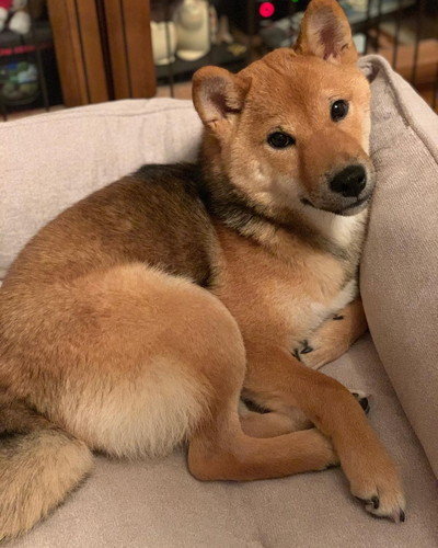 幸せそうな柴犬