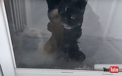 早く庭に出たいワンコたち