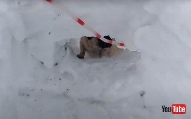 雪のトンネルで遊ぶワンコたち