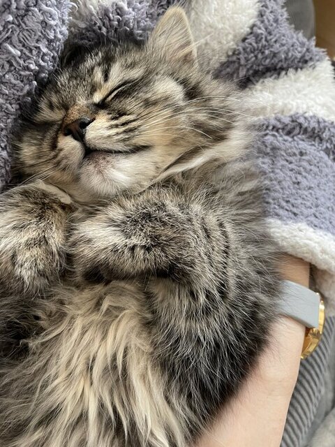 寝ている保護子猫