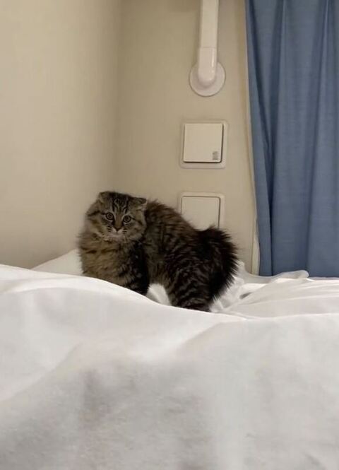 近づいてくる保護子猫