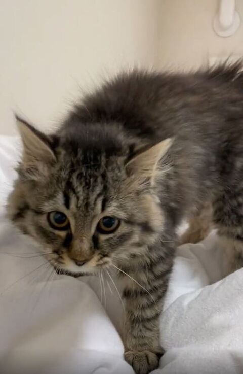 カメラを観察する保護子猫