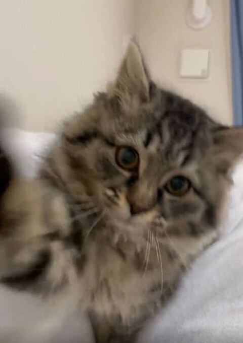 猫パンチする保護子猫