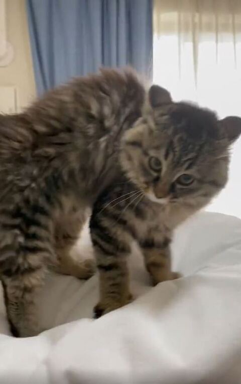 威嚇する保護子猫