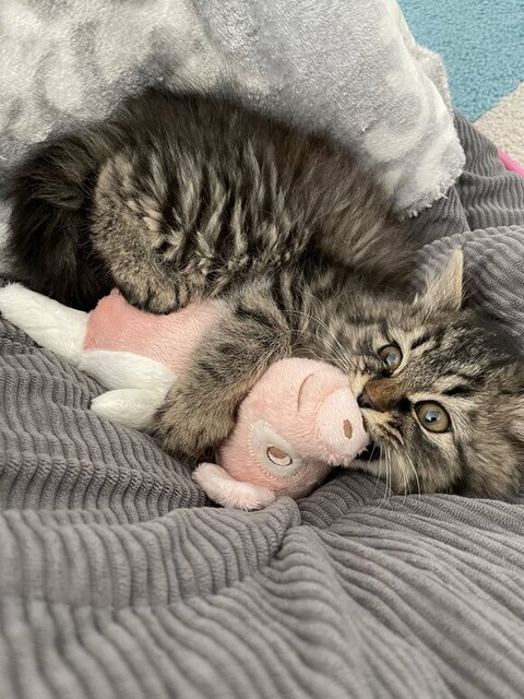 おもちゃをかじる保護子猫