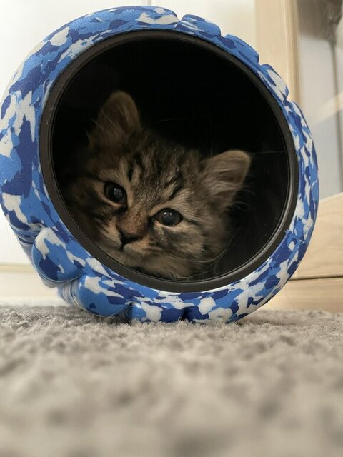 寝転がる保護子猫