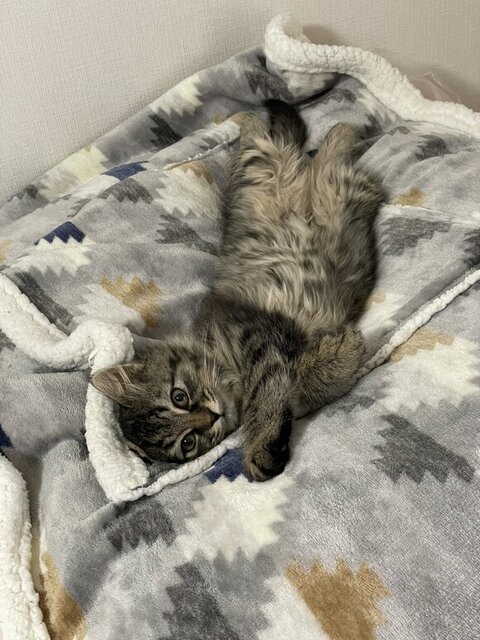 寝転がる保護子猫