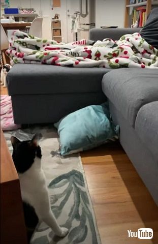 ソファを見つめる猫