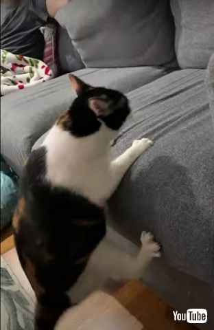 ソファにのぼる猫